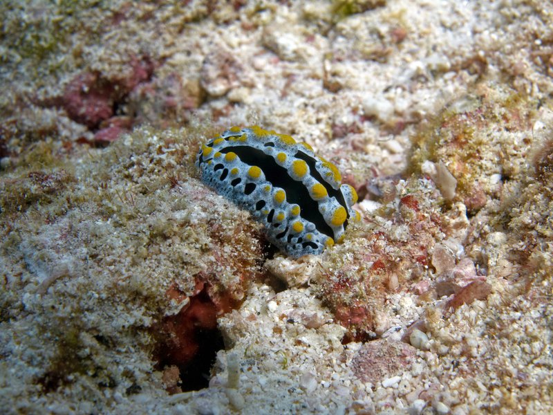 Wart slug, Rubiah North